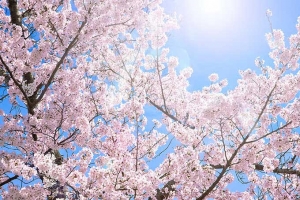 木の芽時